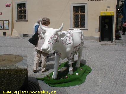 186 - Bos taurus donatus z Liberce
